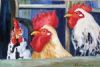 "Two Roosters and Hen"