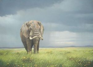 "Old Bull Elephant"