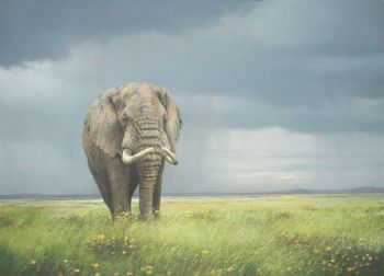 "Old Bull Elephant"