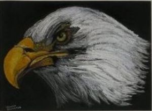 "Bald Eagle"