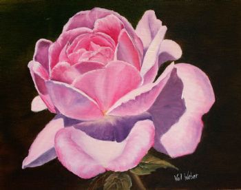 "Pink Rose"