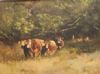 "Limousine Cattle"