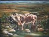 "Nguni Cattle"