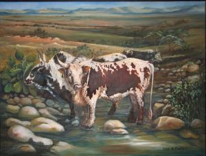 "Nguni Cattle"