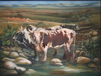 "Nguni Cattle"