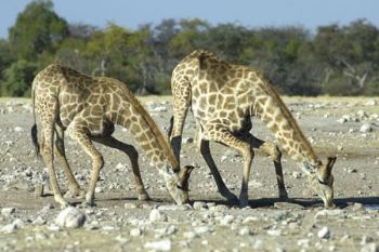 "Giraffe"