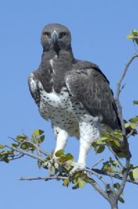 "Martial Eagle"