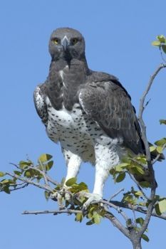 "Martial Eagle"