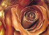 "Coffee Rose"