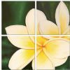 "Frangipani"