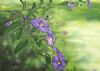 "African Violets"