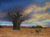 Baobab Sunset