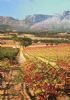 "franschoek"