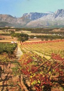 "franschoek"