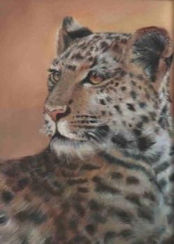 "Leopard"