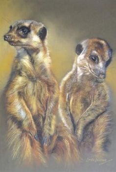 "Meerkat Pair"