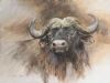 "Buffalo Portrait"