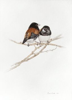 "Red Backed Mannikins"