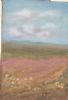"Namaqualand Spendour"