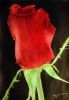"Red Rose 1"