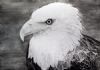 "African Fish Eagle portrait"