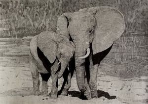 "Elephants"