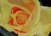 "Yellow Rose"