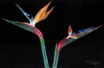 "Strelitzia"