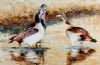"Egyptian Geese"