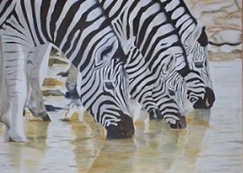 "Zebras"
