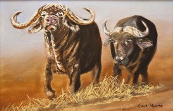 "Buffalo - big 5 (Lorna Manthe)"