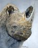 "Rhino Study #8"
