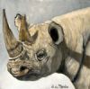 "Rhino Study #9"