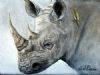 "Rhino Study #7"