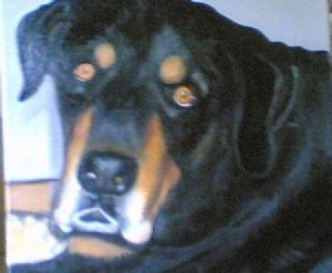 "Labrador - Champ"