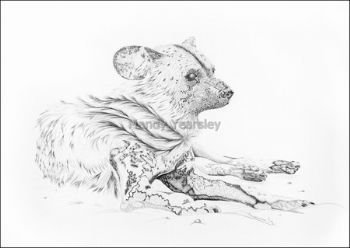 "Wild Dog"
