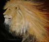 "Phantom Lion"