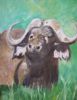 "Cape Buffalo (Big Five)"