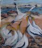"Gannets at Lamberts Bay"