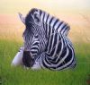 "Reclining Zebra"