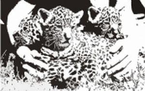 "Jaguar"