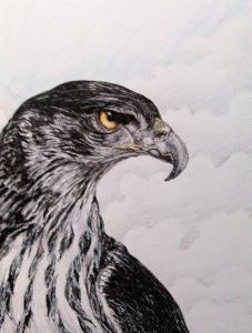 "African Hawk Eagle"