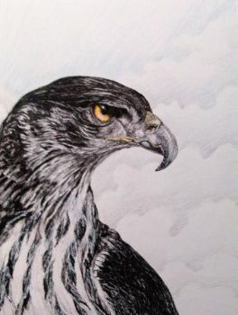 "African Hawk Eagle"