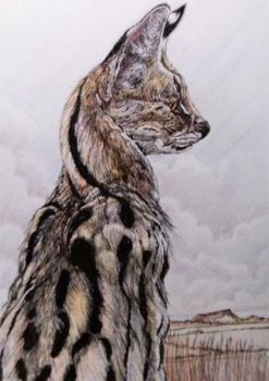"Serval"