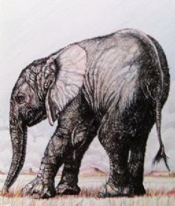 "Baby Elephant"