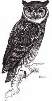 "As the Owl Calls"