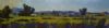 "Yellow Karoo"