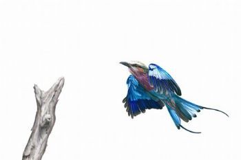 "Incoming Lilac Breasted Roller"