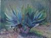 "Cape Fan Aloe at Kirstenbosch"