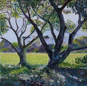 "Cape Owls nesting Trees"